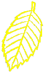feuille d'orme