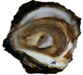 huître plate